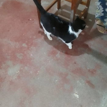 Nina imagem 1 - Sem Raça Definida