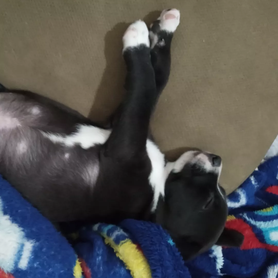 Snoopy - Sem Raça Definida