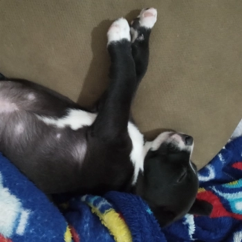 Snoopy imagem 1 - Sem Raça Definida