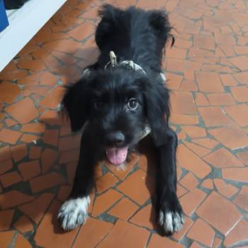 Niko imagem 1 - 