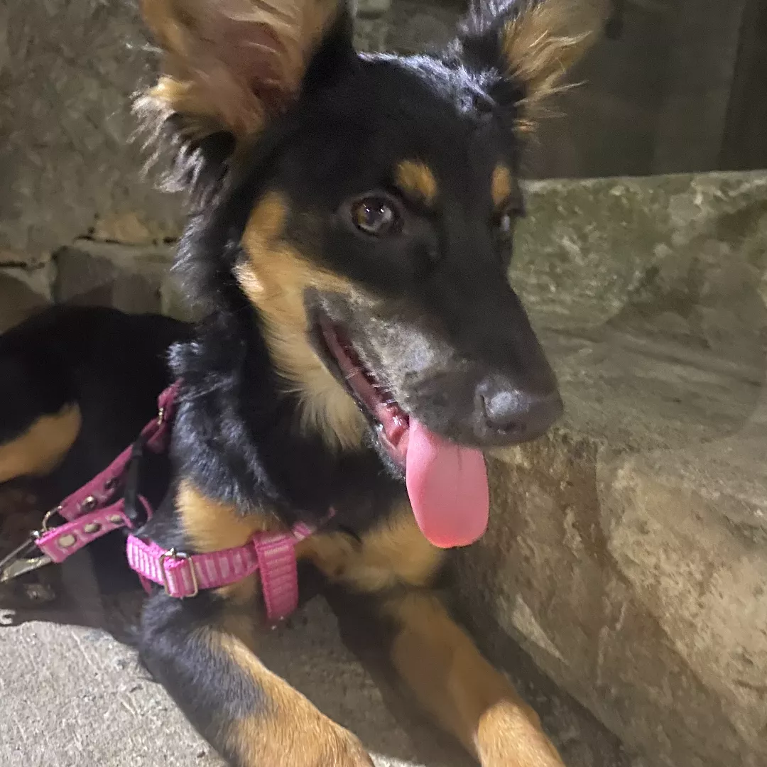 Nina - Sem Raça Definida