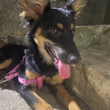 Nina imagem 1 - Sem Raça Definida