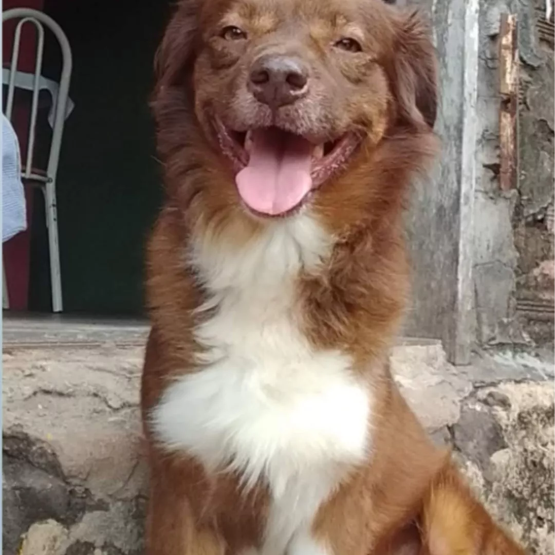 Dock - Golden Retriever