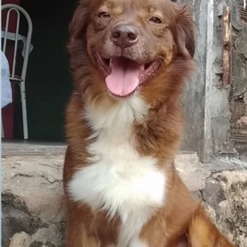 Dock imagem 1 - Golden Retriever