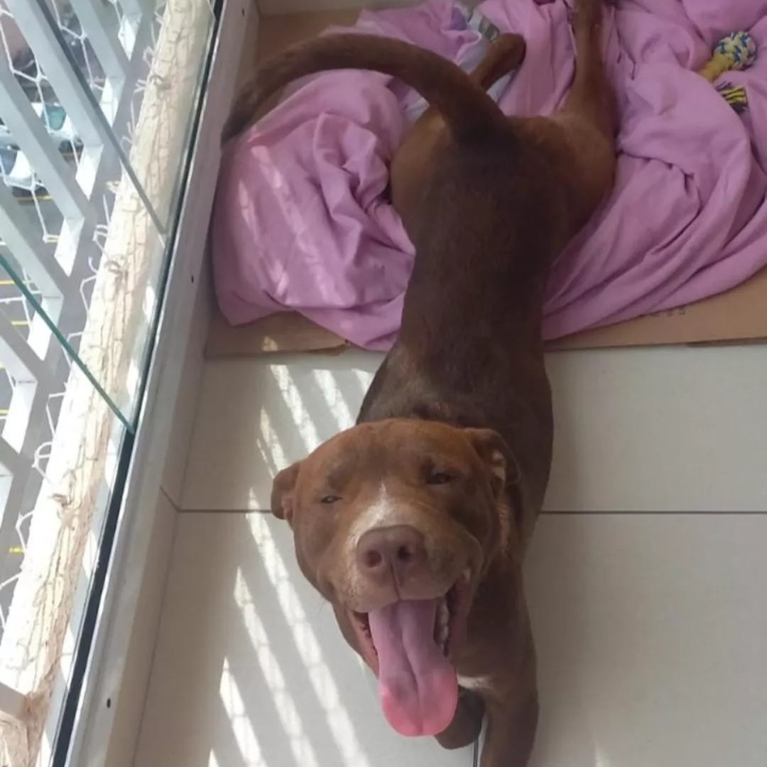 Dylan - Sem Raça Definida