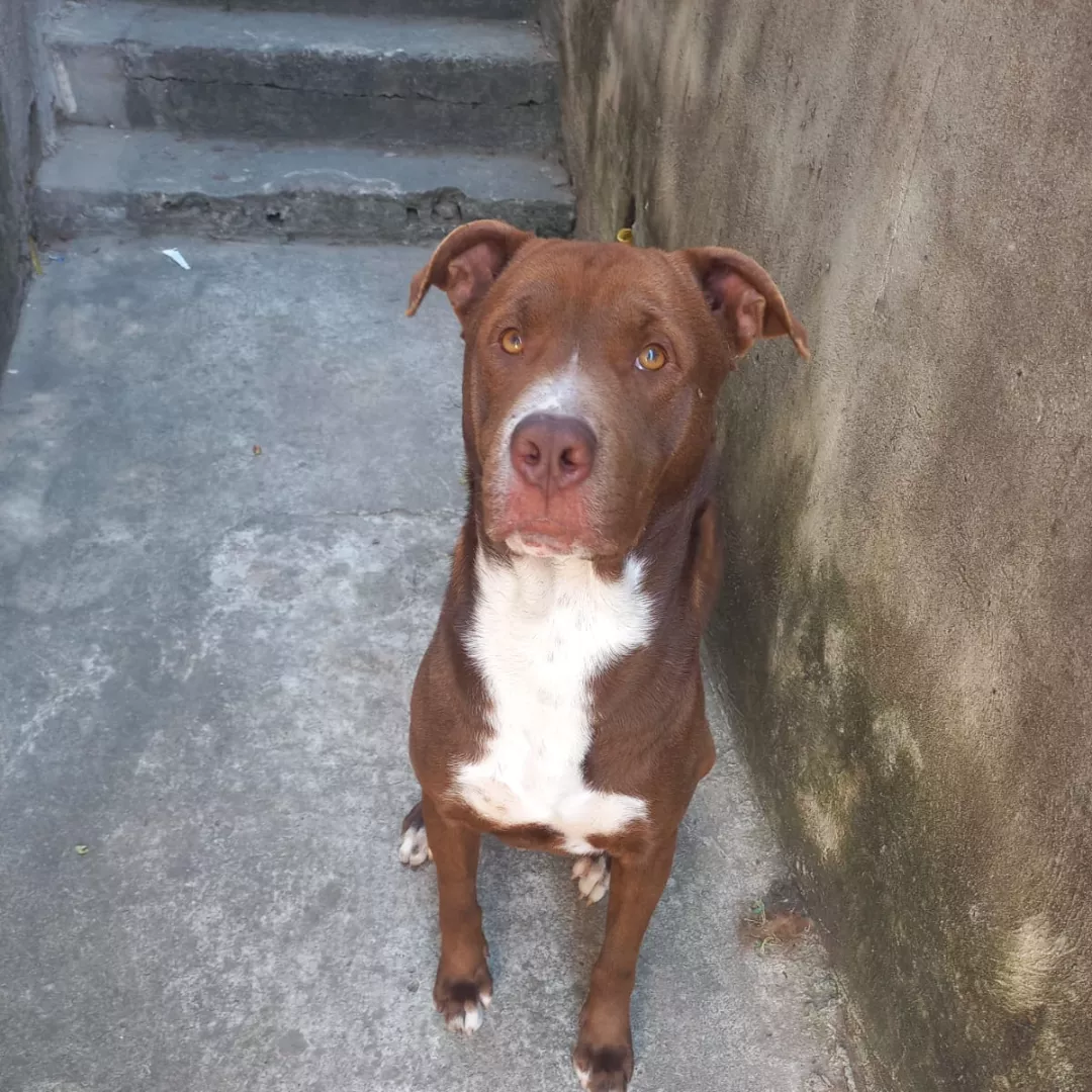 Dylan - Sem Raça Definida