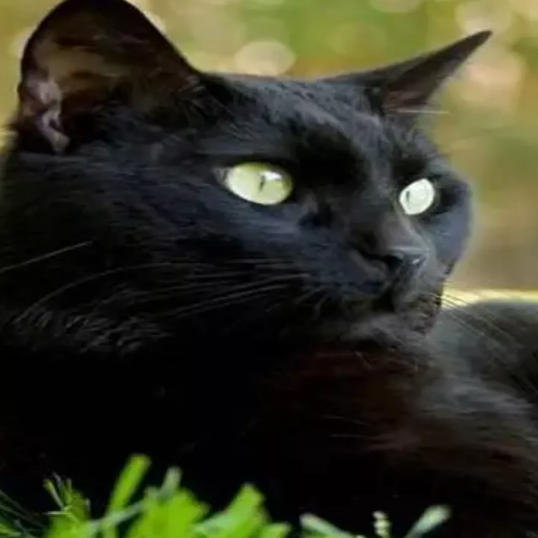 Rock - Sem Raça Definida