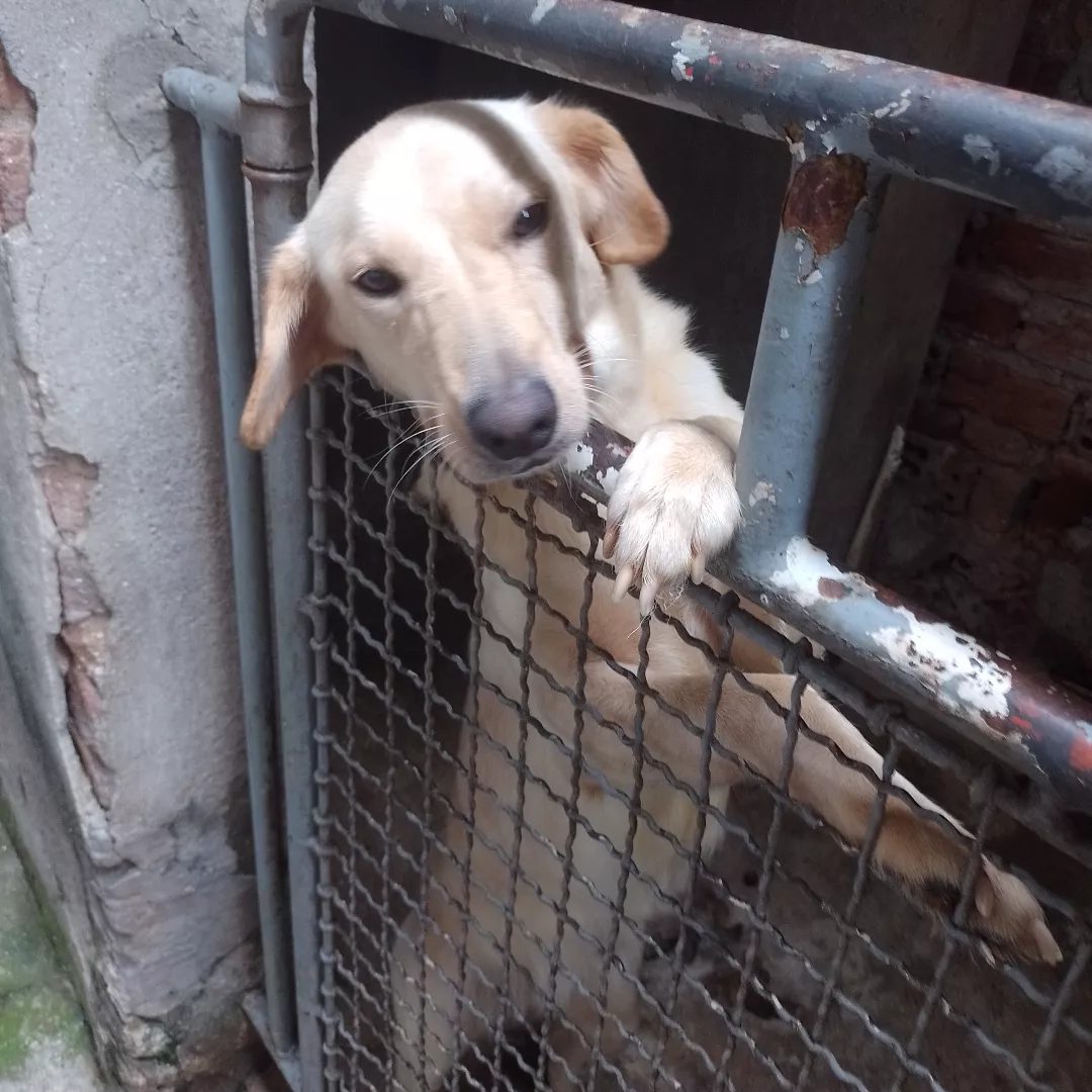 Sophie - Labrador Retriever
