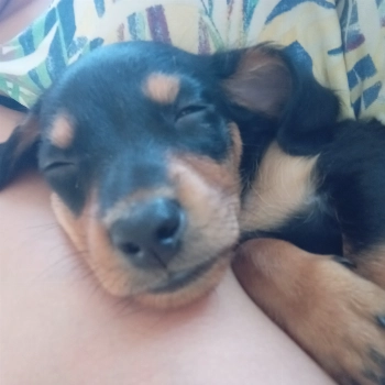 Bob imagem 1 - Chihuahua