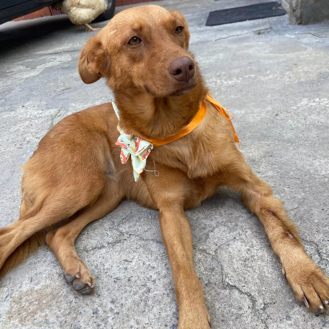 Gamora - Sem Raça Definida