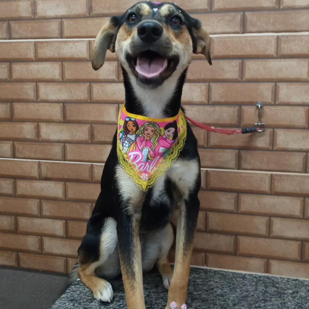 Chupisca - Sem Raça Definida