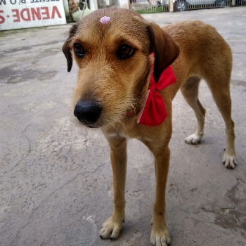 Athena imagem 1 - Sem Raça Definida