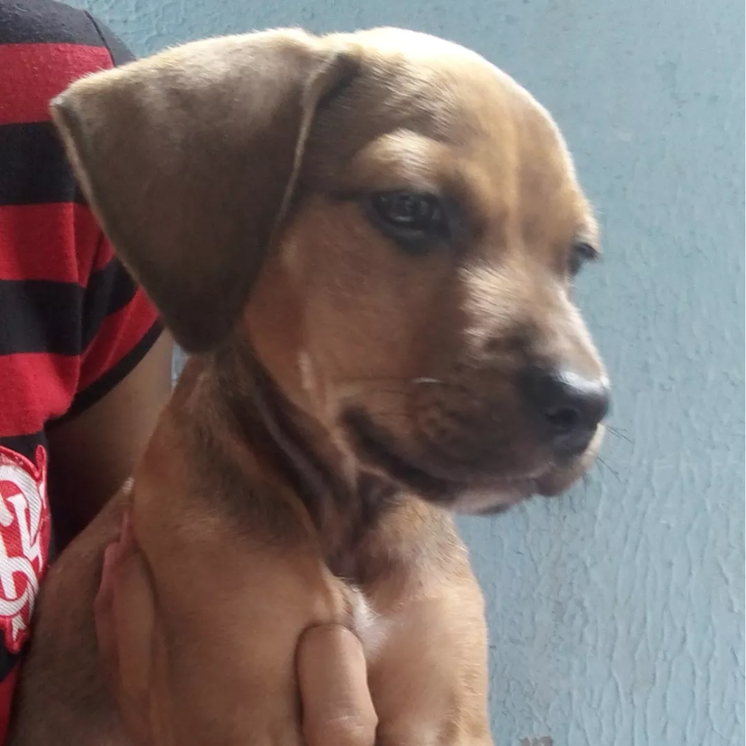 Thor - Sem Raça Definida