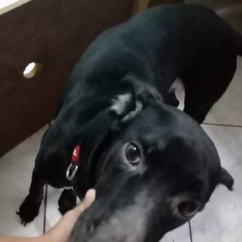 Zeca imagem 1 - 