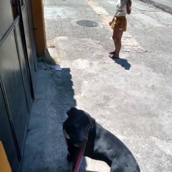 Zeca imagem 2 - 