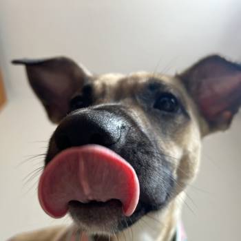 Gigi imagem 2 - 