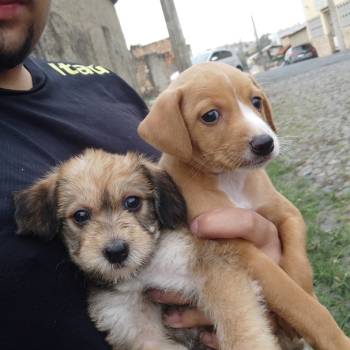 Caramelo E Peludo imagem 1 - 