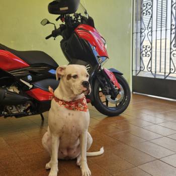 Lua imagem 1 - 