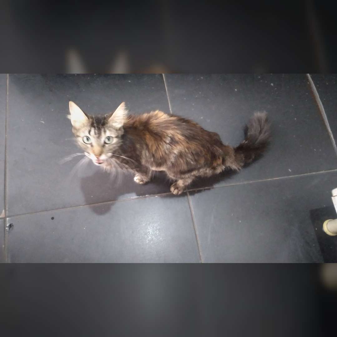 Flora Jade Ísis Medusa E Ravena - 