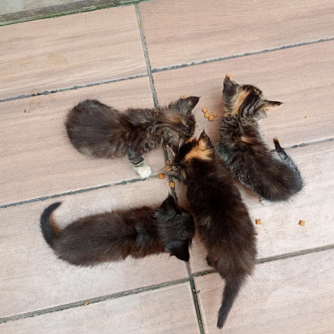 Flora Jade Ísis Medusa E Ravena - 