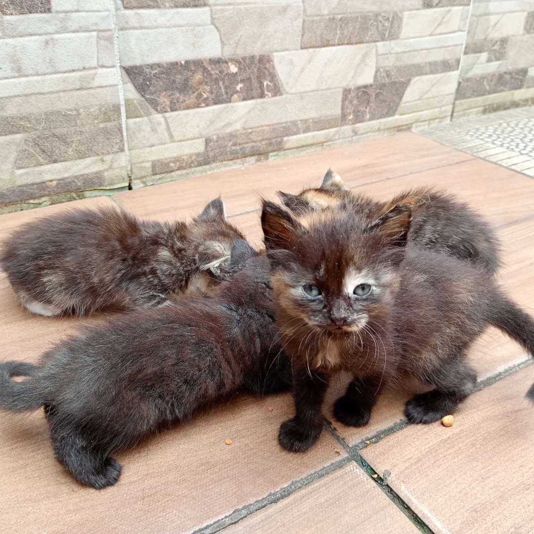 Flora Jade Ísis Medusa E Ravena - 