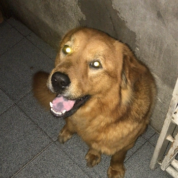Luke imagem 2 - Sem Raça Definida