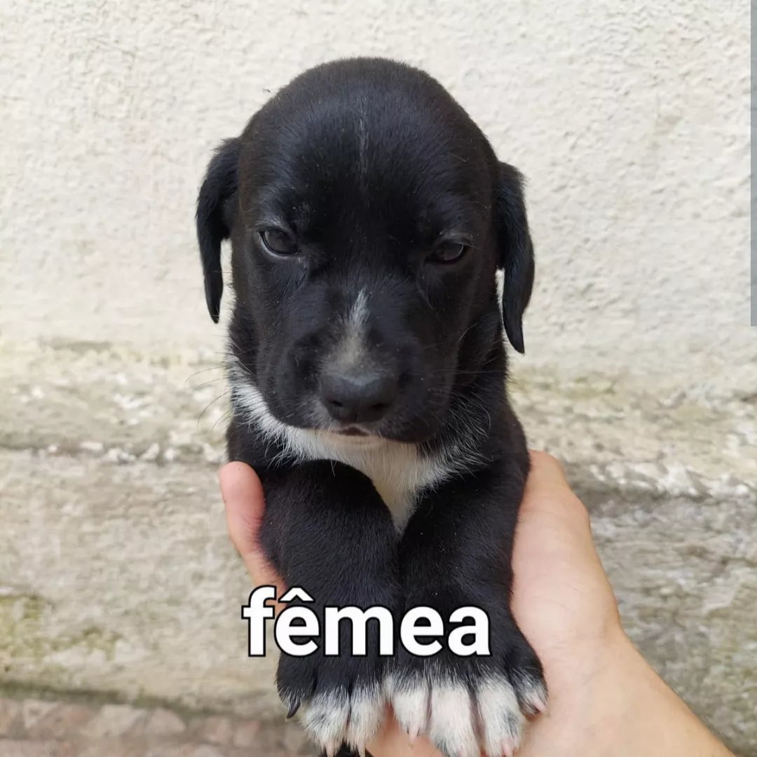 Sem Nome - Sem Raça Definida