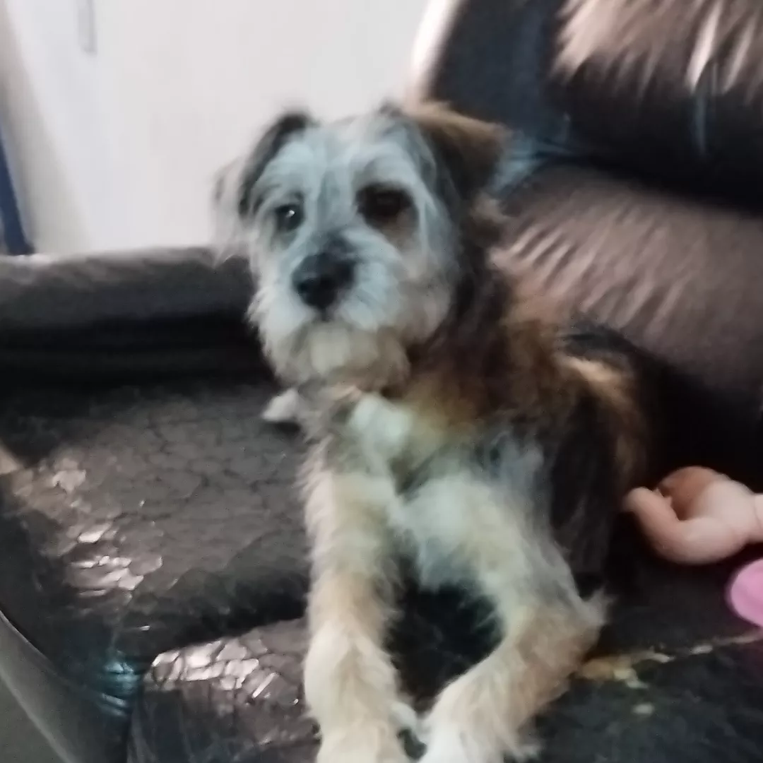 Soofy Shitzu Com Poodle - Sem Raça Definida