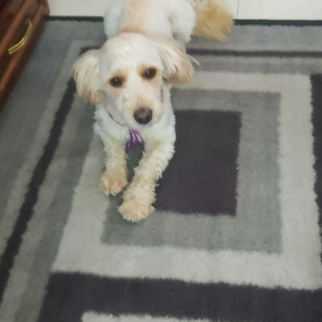 Bela - Sem Raça Definida