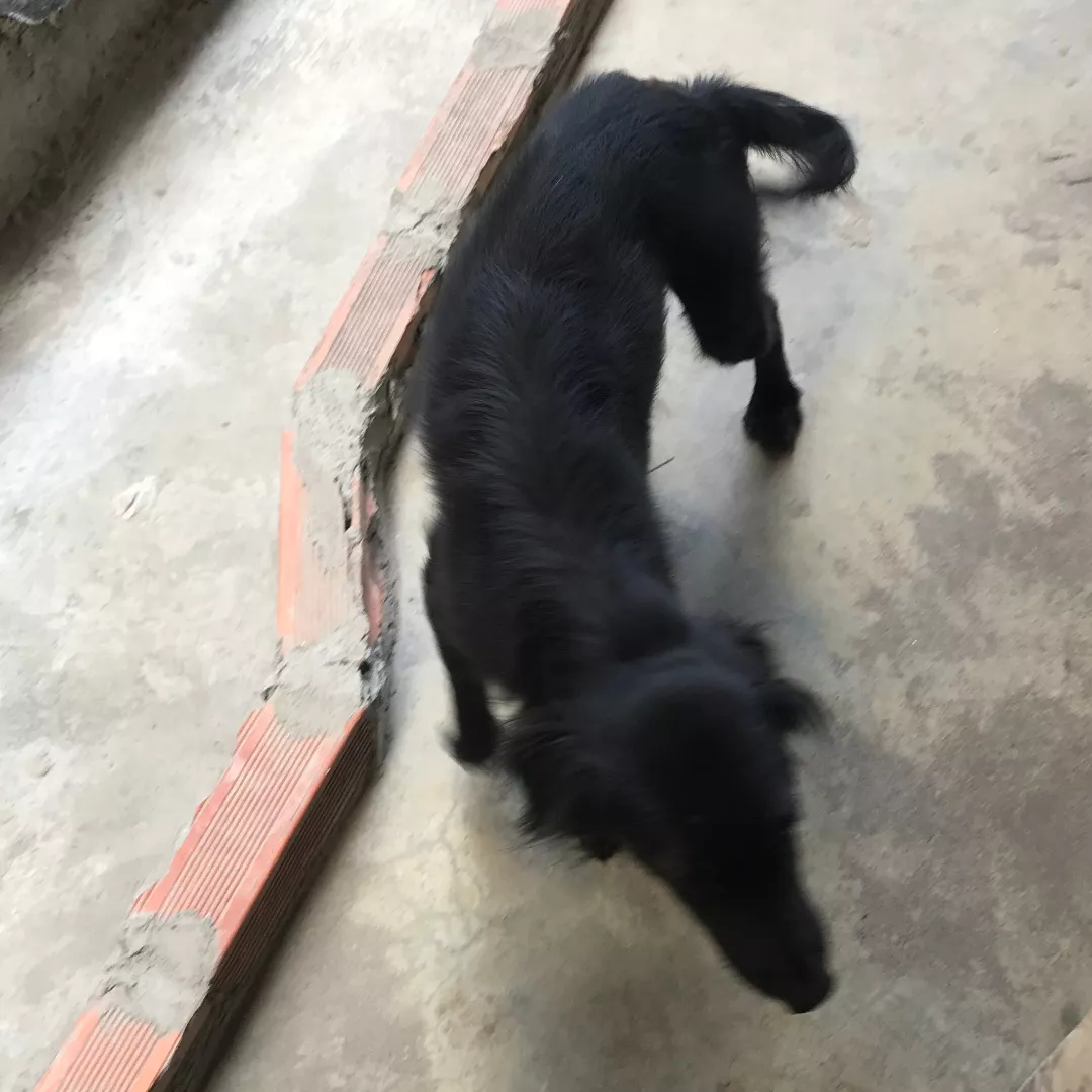 Bob - Sem Raça Definida