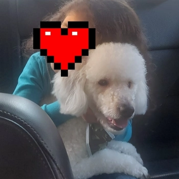 Thor imagem 1 - Poodle