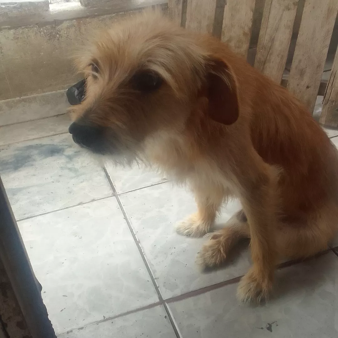 Monte - Sem Raça Definida