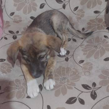 Billy imagem 3 - 