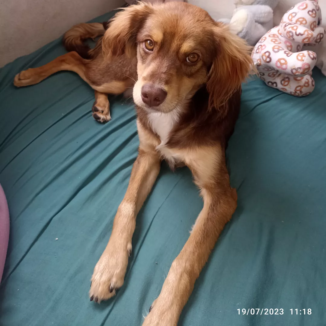 Toby - Sem Raça Definida