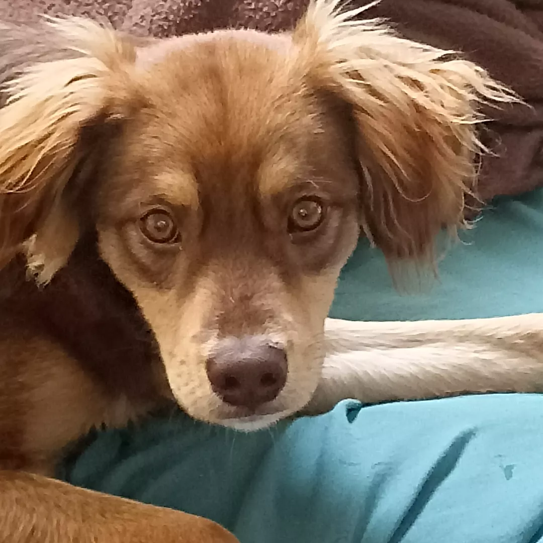 Toby - Sem Raça Definida