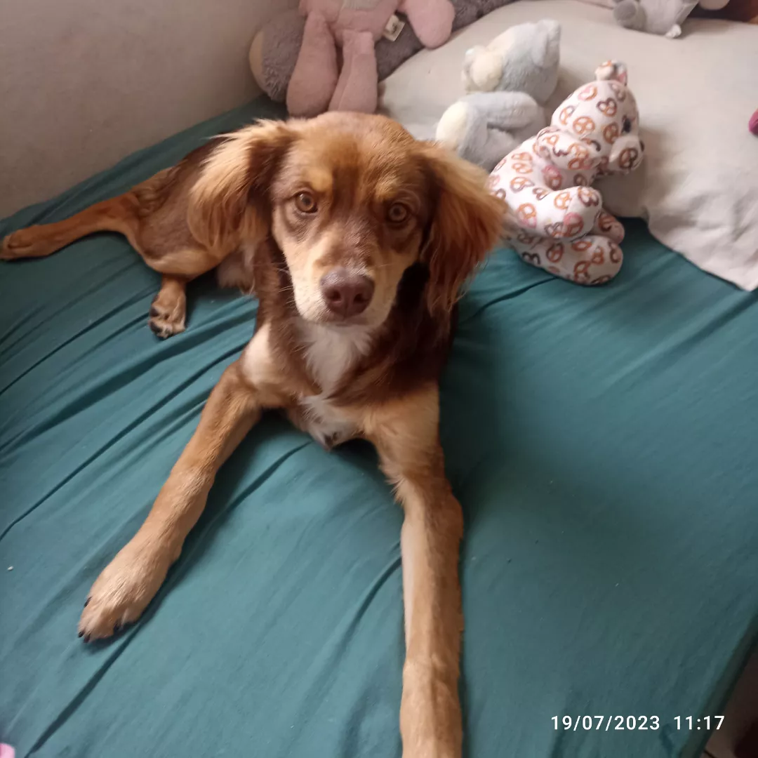 Toby - Sem Raça Definida