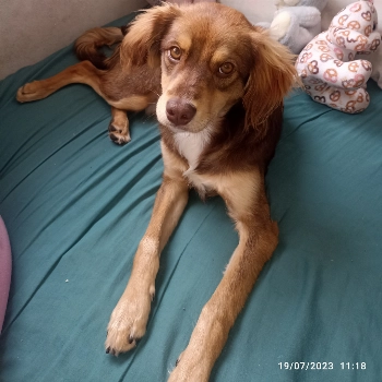 Toby imagem 1 - Sem Raça Definida