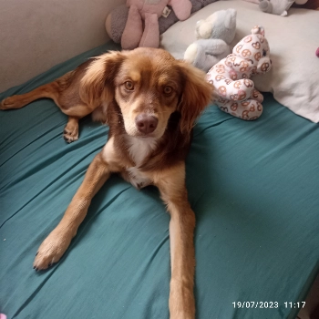 Toby imagem 3 - Sem Raça Definida