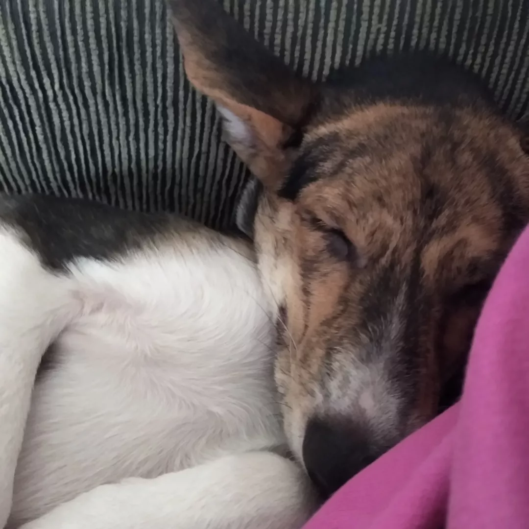 Amora - Sem Raça Definida