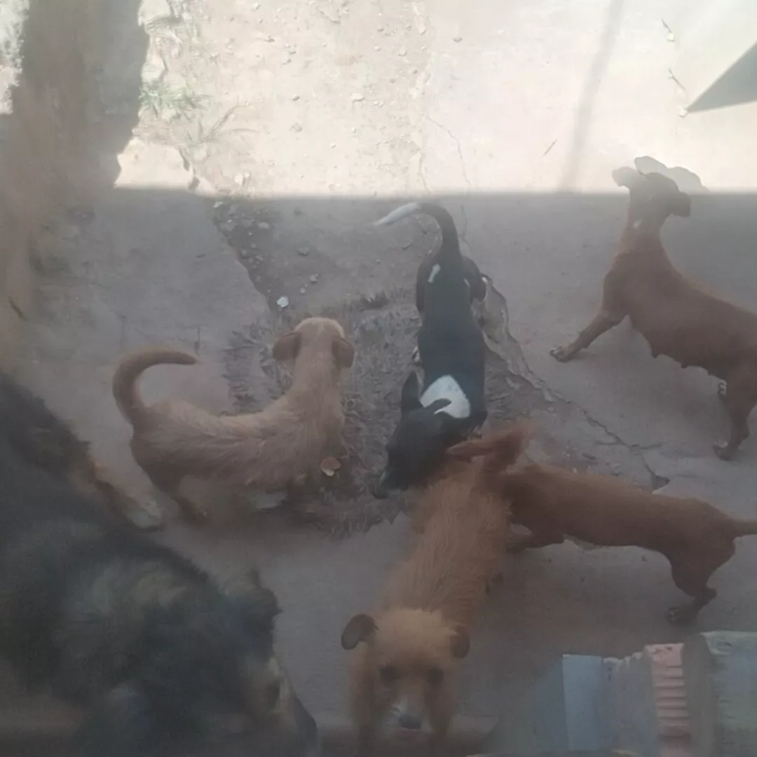 Natasha  Pituca Rebeca Trancinha Braddock Bradoque - Sem Raça Definida