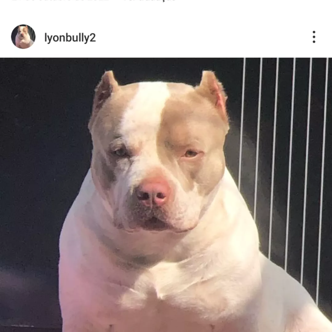 Lyon - Sem Raça Definida