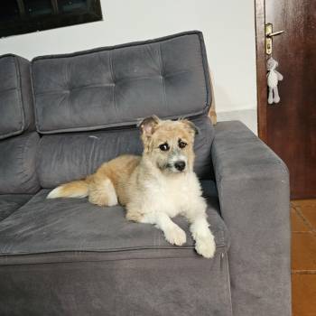 Sky imagem 2 - 