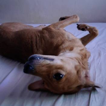 Plutinho imagem 1 - 