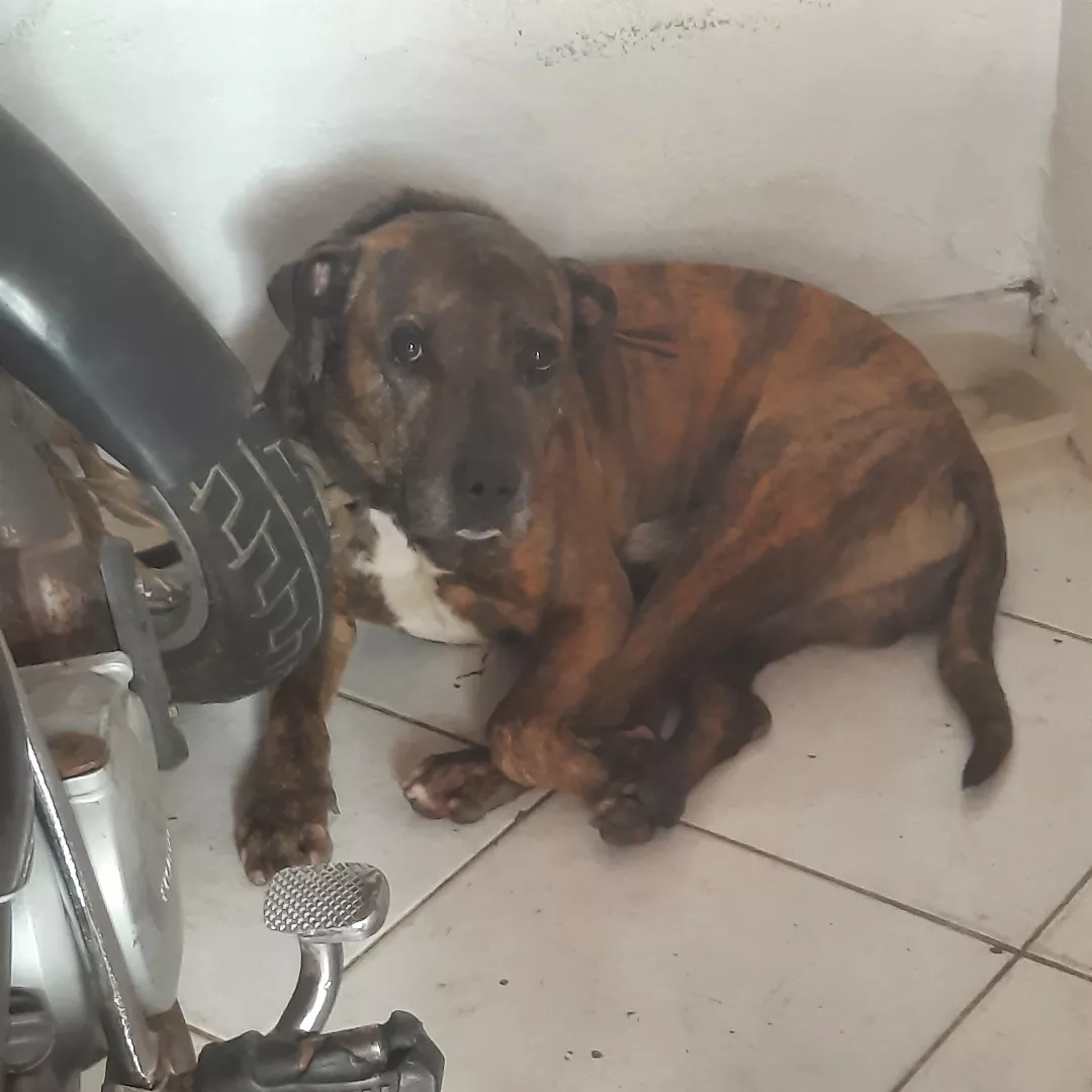 Caramelo - Sem Raça Definida