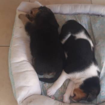 Pandora E  Amora imagem 1 - 
