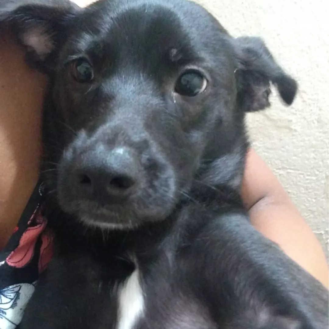 Maggie - Sem Raça Definida