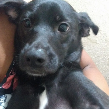 Maggie imagem 1 - Sem Raça Definida