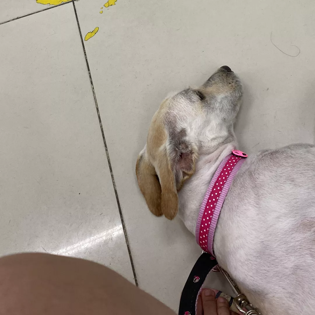 Jhoy - Sem Raça Definida