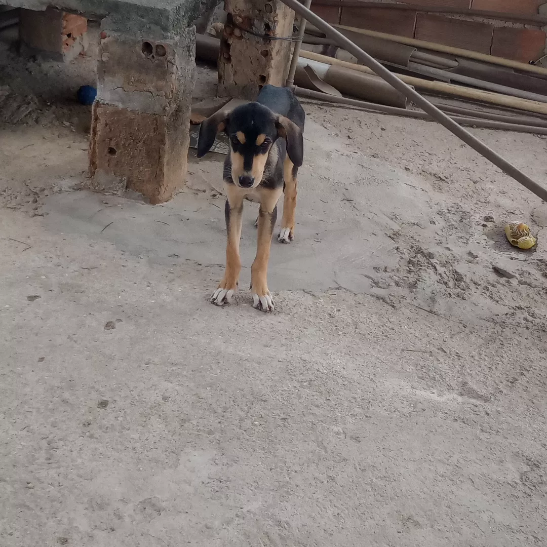 Foguetinho - Sem Raça Definida