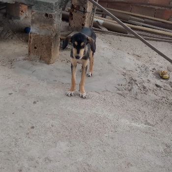 Foguetinho imagem 1 - Sem Raça Definida